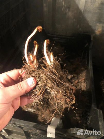 Астильба клубни оптом. Голландия