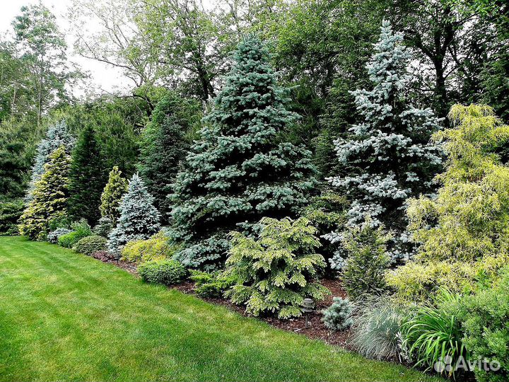 Голубая ель с доставкой