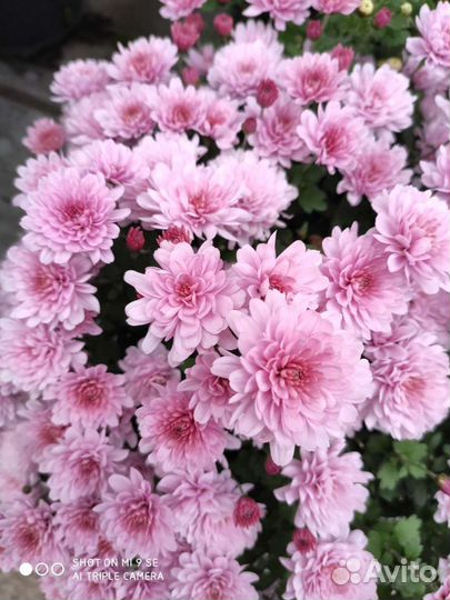 Хризантемы