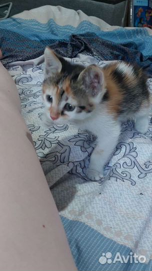 Кошки
