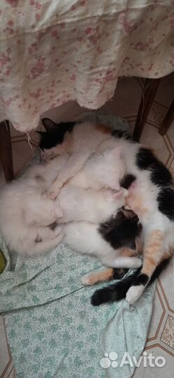 Отдам в добрые руки котят