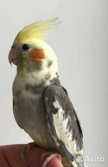 Попугай корелла