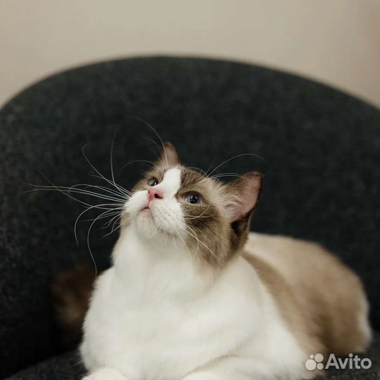 Кошки