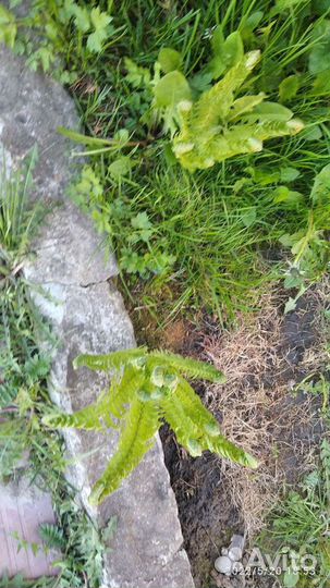 Папоротник садовый
