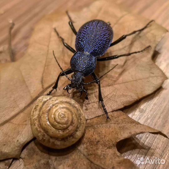 Насекомые клош