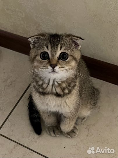 Шотландская вислоухая