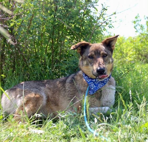 Собака Лёля