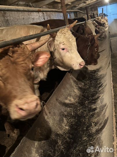 Бычки и быки 1 год