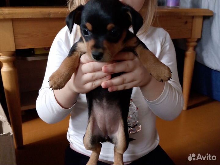 Мини той-терьер щенки