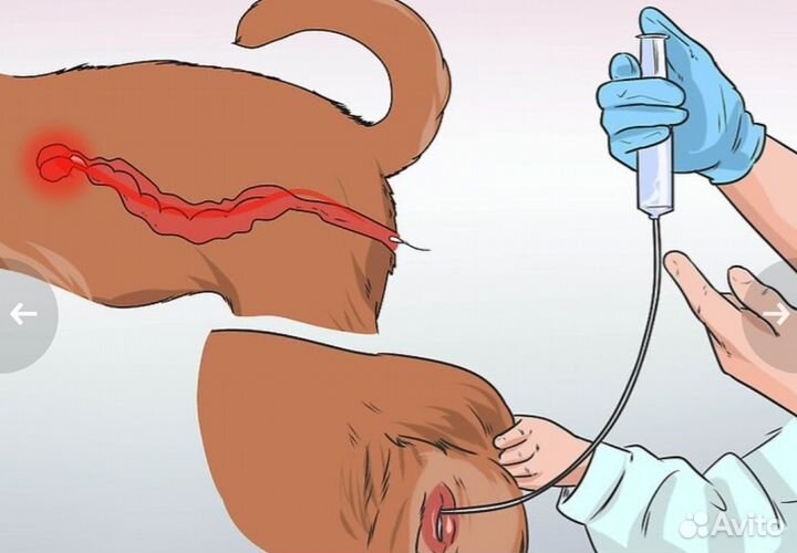 Вязка собак