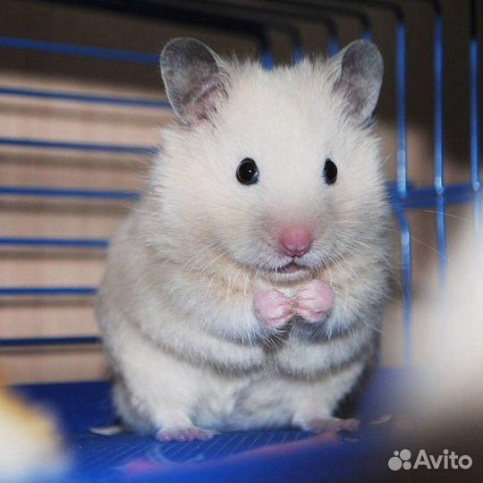 Сирийский хомяк бесплатно