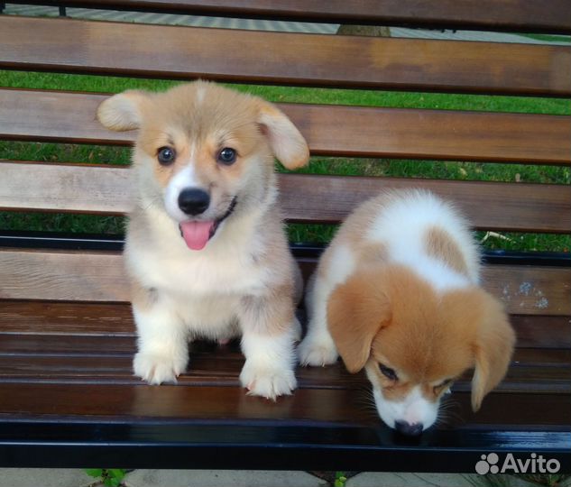 Вельш-корги пемброк