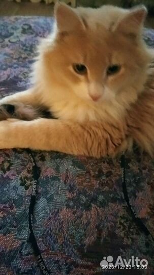 Кот