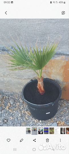 Пальма вашингтония