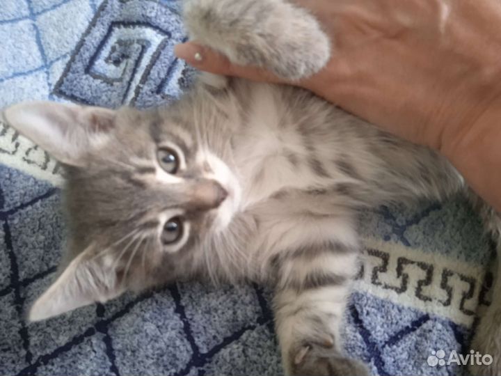 Кошка в дар бесплатно