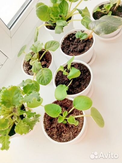 Комнатные цветы