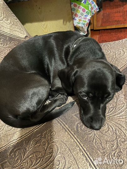 Собака в добрые руки