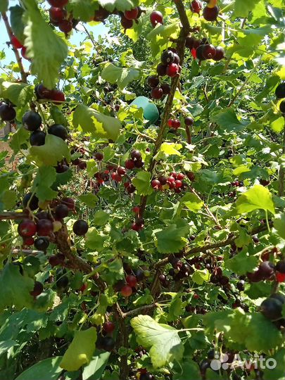 Саженцы йошты (гибрид крыжовника и смородины)