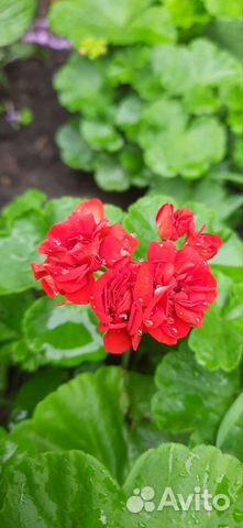 Пеларгония герань