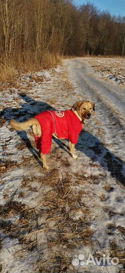 Зимний костюм для собаки