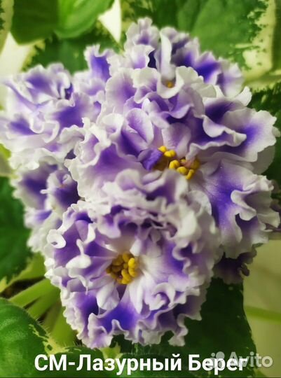 Сортовые фиалки