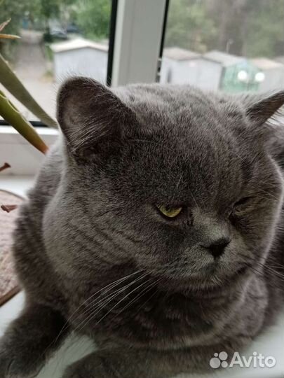 Британские котята