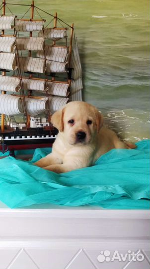 Щенки лабрадора РКФ