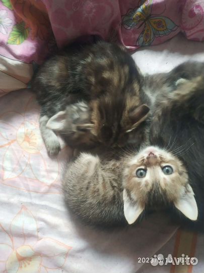 Котята в добрые руки