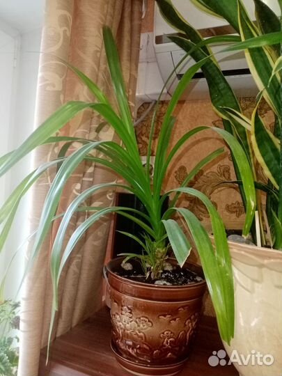 Монстера и другие комнатные цветы