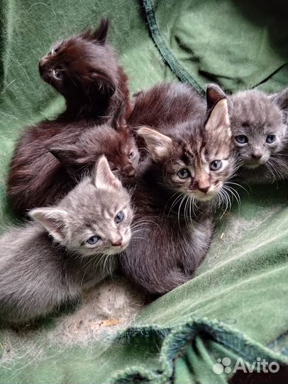 Отдам котят в добрые руки