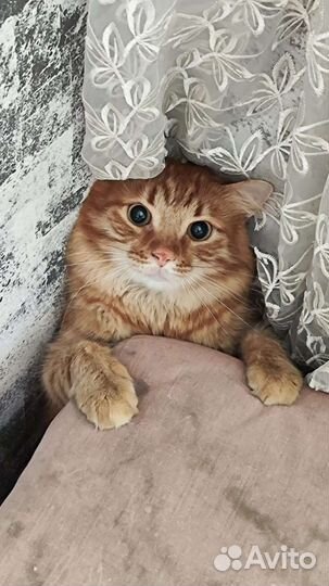 Сибирский кот