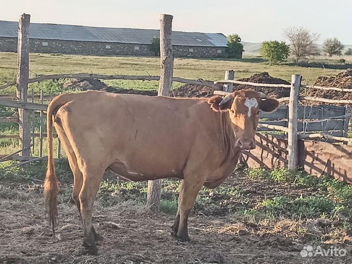 Коровы с телятами