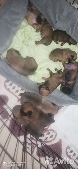 Щенки мопса