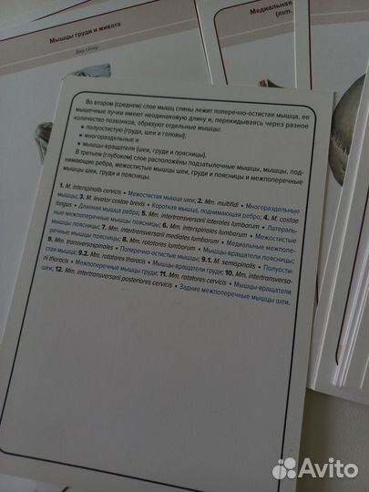 Карточки по миологии