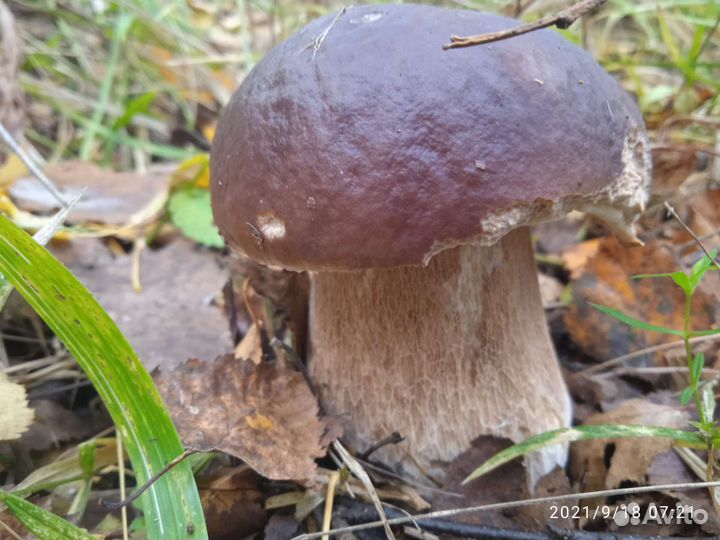 Грибы белые лисички и др