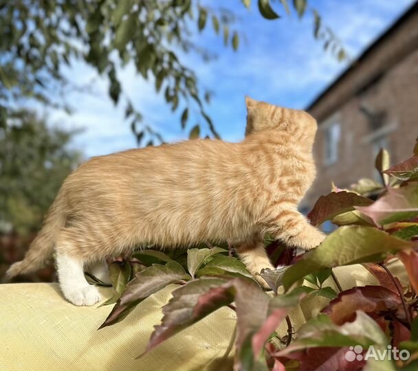Рыжий котенок мальчик