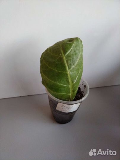 Глоксиния махровая сортовая