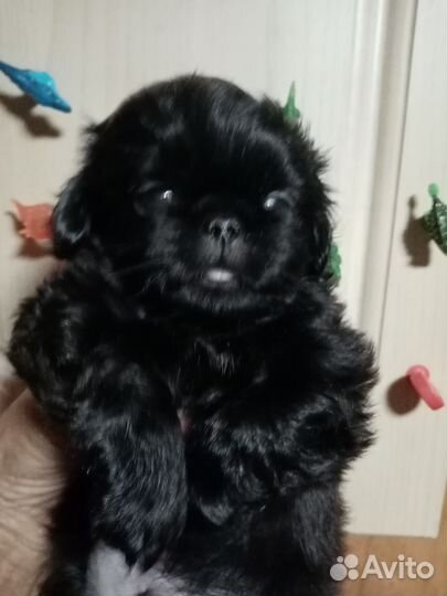 Щенки пекинеса