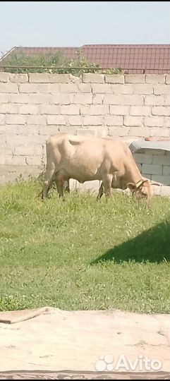 Корова стельная дойная