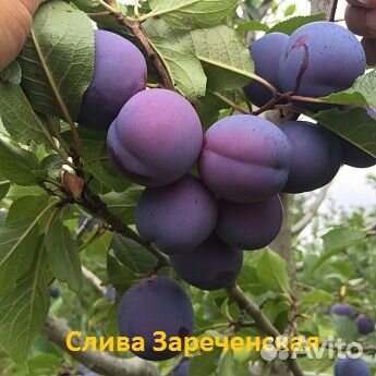 Саженцы сливы