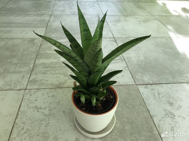 Сансевиерия микс