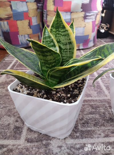 Сортовые сансевиерии- Хани