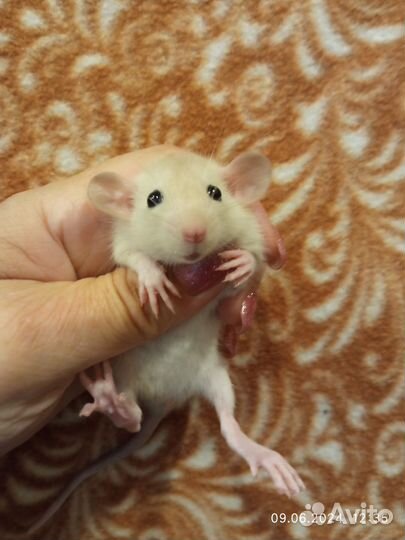 Крысы, крысята дамбо от заводчика, клетки