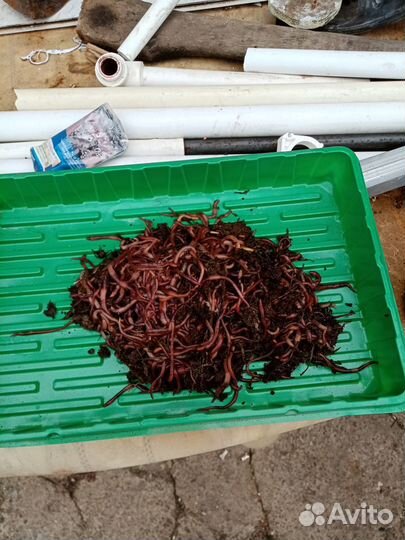 Продажа червей
