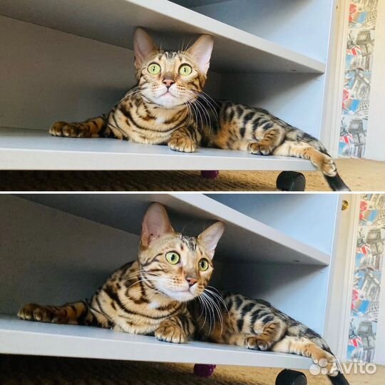Бенгальские котята (без документов)
