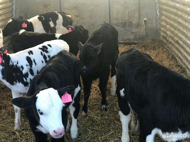 Бычки телята свежий завоз