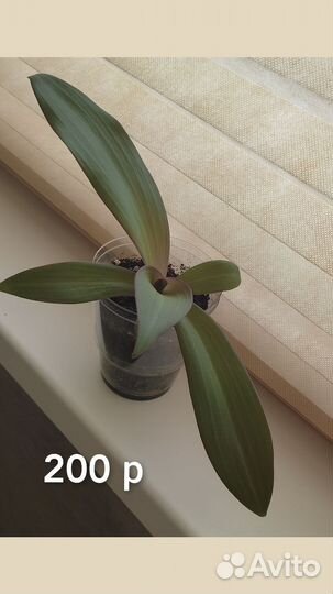 Традесканция Рео