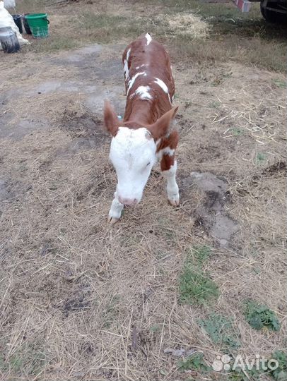 Бычки на откорм