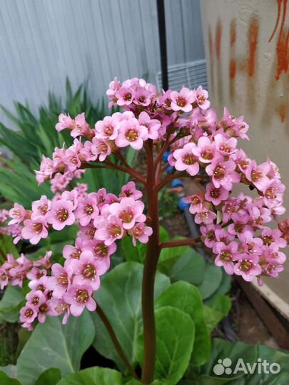 Бадан,карликовый ирис