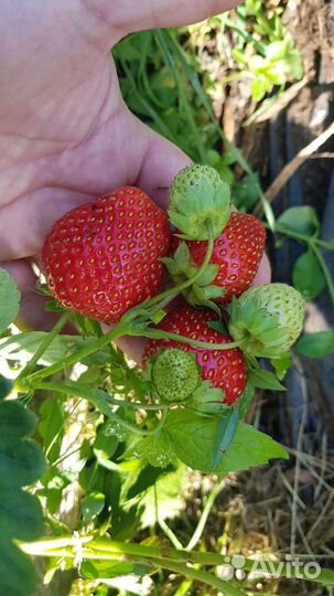 Саженцы Клубники